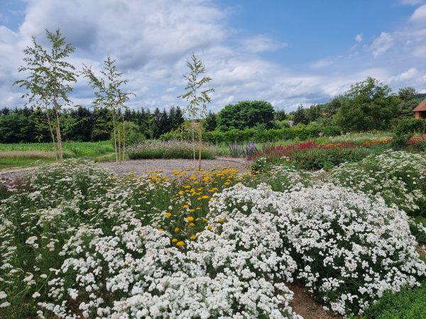 Social Farm Korenika – A Nature-Based Park for the Future A project that emphasizes nature-based solution, sustainable, social, and spiritual aspects of space, as well as functionality through the inclusion of useful native plants. Social Farm Korenika, located in the heart of the Goričko Landscape Park, creates a space with its vision of holistic nature-based [&hellip;]