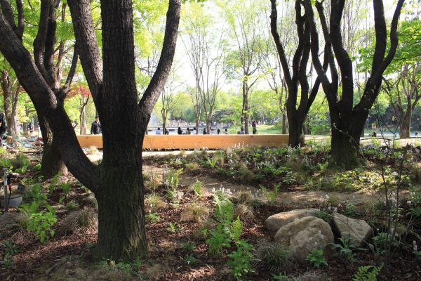 Kwangya Forest was first created in 2023 through funding provided by SM Entertainment—one of the most influential K-pop entertainment companies in South Korea—as a project dedicated to ecological conservation and ecological awareness. Since its initial construction, the garden has expanded twice and now consists of three interconnected forest gardens: the Kalopanax septemlobus forest established in [&hellip;]